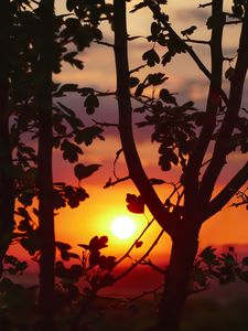 Preview wallpaper sunset, branches, leaves