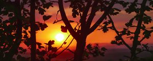 Preview wallpaper sunset, branches, leaves
