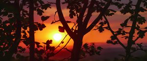 Preview wallpaper sunset, branches, leaves