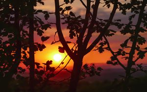 Preview wallpaper sunset, branches, leaves