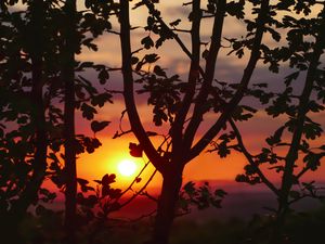 Preview wallpaper sunset, branches, leaves