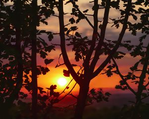 Preview wallpaper sunset, branches, leaves