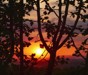 Preview wallpaper sunset, branches, leaves