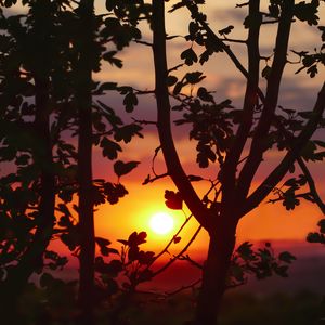 Preview wallpaper sunset, branches, leaves