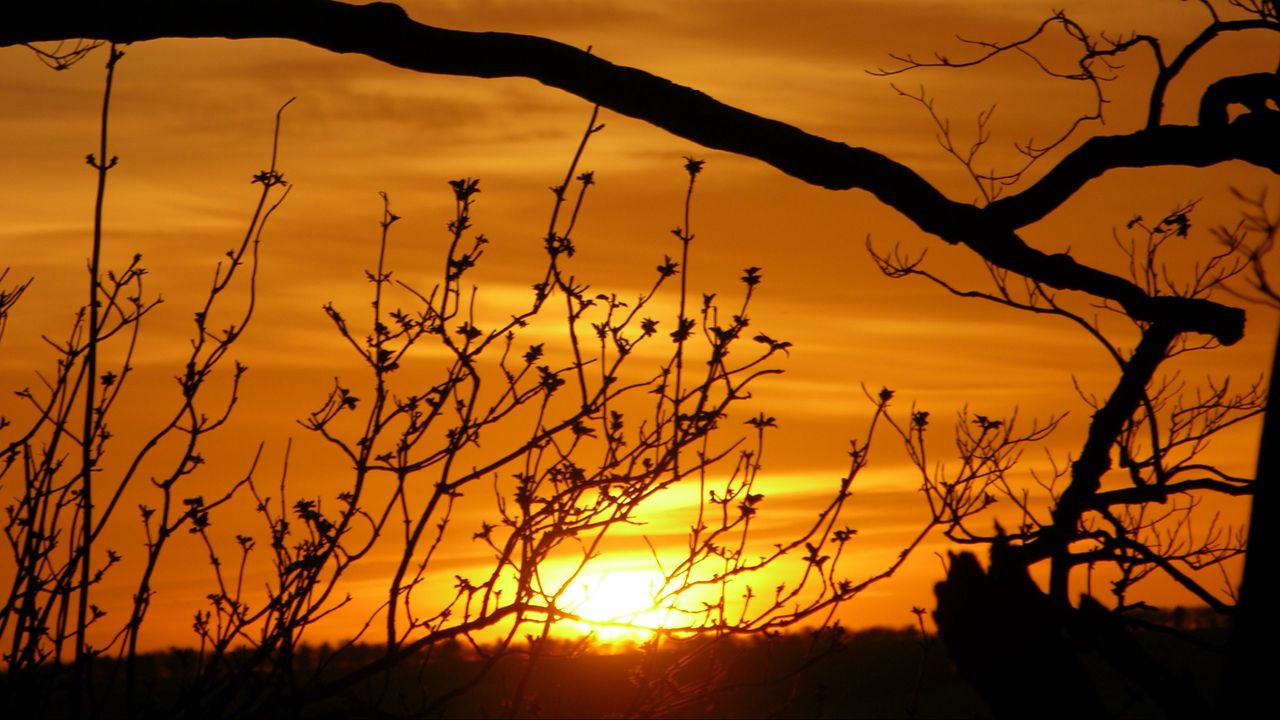 Wallpaper sunset, branches, silhouette, sun