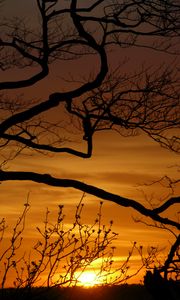 Preview wallpaper sunset, branches, silhouette, sun