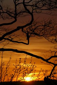 Preview wallpaper sunset, branches, silhouette, sun
