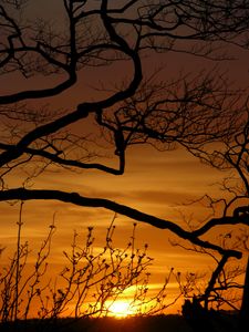 Preview wallpaper sunset, branches, silhouette, sun