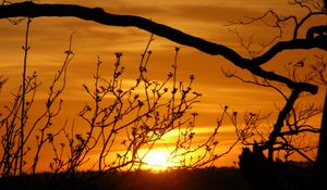 Preview wallpaper sunset, branches, silhouette, sun