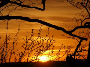 Preview wallpaper sunset, branches, silhouette, sun