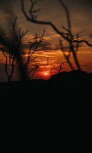 Preview wallpaper sunset, branches, silhouette, sky