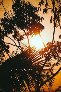 Preview wallpaper sunset, branches, sun, silhouettes, twilight, dark