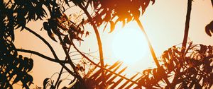 Preview wallpaper sunset, branches, sun, silhouettes, twilight, dark