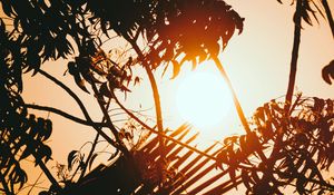 Preview wallpaper sunset, branches, sun, silhouettes, twilight, dark