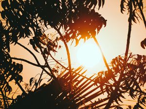 Preview wallpaper sunset, branches, sun, silhouettes, twilight, dark