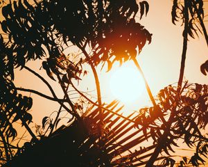 Preview wallpaper sunset, branches, sun, silhouettes, twilight, dark