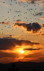 Preview wallpaper sunset, clouds, birds, landscape, dark