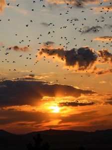 Preview wallpaper sunset, clouds, birds, landscape, dark