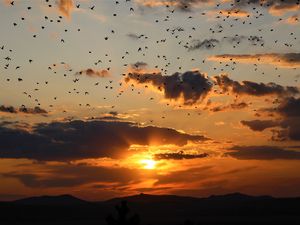 Preview wallpaper sunset, clouds, birds, landscape, dark