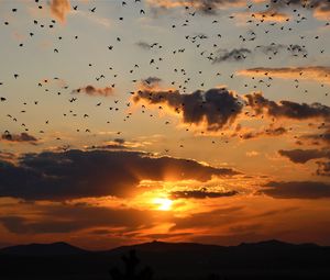 Preview wallpaper sunset, clouds, birds, landscape, dark