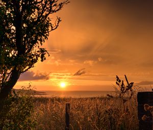 Preview wallpaper sunset, coast, grass, twilight, landscape