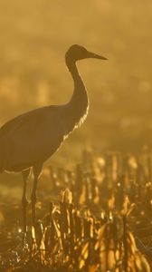 Preview wallpaper sunset, crane, grass