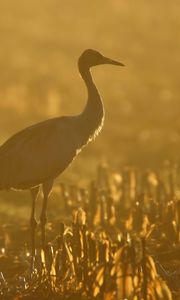 Preview wallpaper sunset, crane, grass