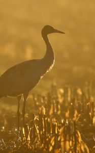 Preview wallpaper sunset, crane, grass