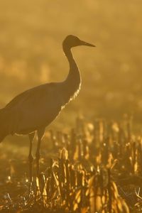 Preview wallpaper sunset, crane, grass