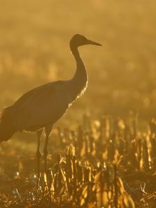 Preview wallpaper sunset, crane, grass