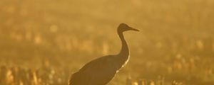 Preview wallpaper sunset, crane, grass