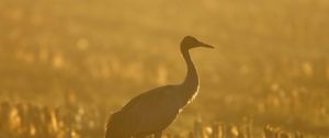 Preview wallpaper sunset, crane, grass