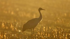 Preview wallpaper sunset, crane, grass