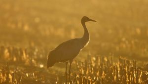 Preview wallpaper sunset, crane, grass