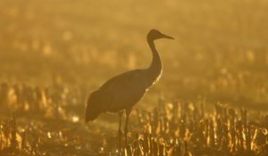 Preview wallpaper sunset, crane, grass