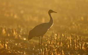 Preview wallpaper sunset, crane, grass