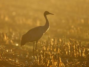 Preview wallpaper sunset, crane, grass