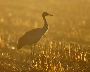 Preview wallpaper sunset, crane, grass