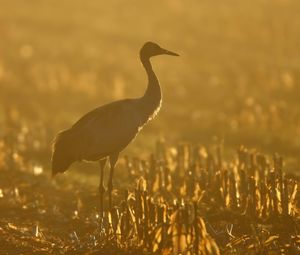 Preview wallpaper sunset, crane, grass