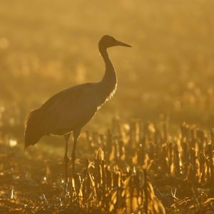 Preview wallpaper sunset, crane, grass