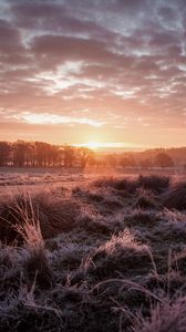 Preview wallpaper sunset, dusk, landscape, grass, trees