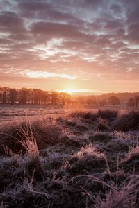 Preview wallpaper sunset, dusk, landscape, grass, trees