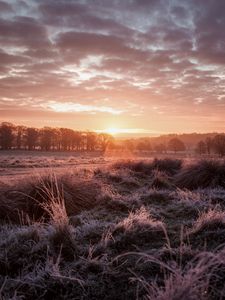 Preview wallpaper sunset, dusk, landscape, grass, trees