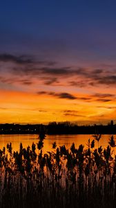 Preview wallpaper sunset, ears, lake, dusk