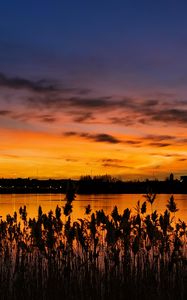 Preview wallpaper sunset, ears, lake, dusk
