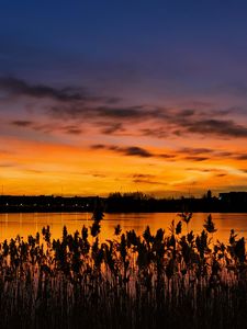 Preview wallpaper sunset, ears, lake, dusk