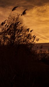 Preview wallpaper sunset, ears of corn, silhouette, sky