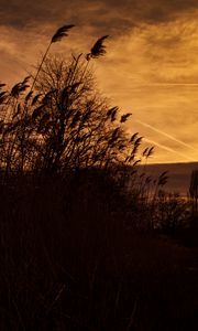 Preview wallpaper sunset, ears of corn, silhouette, sky