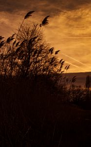 Preview wallpaper sunset, ears of corn, silhouette, sky