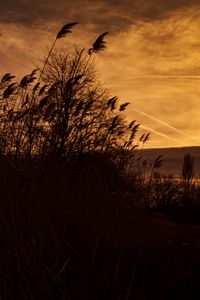 Preview wallpaper sunset, ears of corn, silhouette, sky